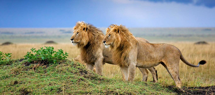 Gir National Park
